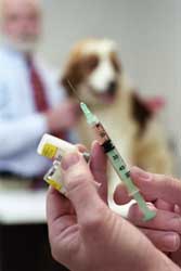 Photo of vaccination needle